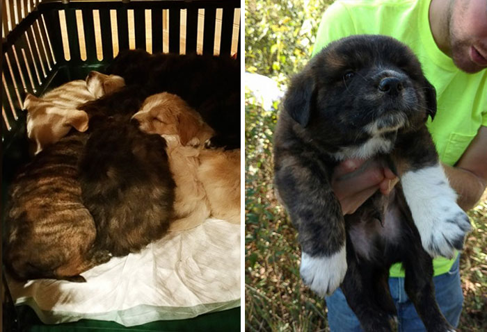 Stray Dog Leads Partying Bachelor Guys To Her 7 Newborns, They Adopt Them All