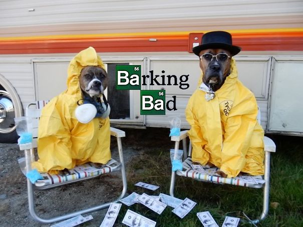 Barking Bad