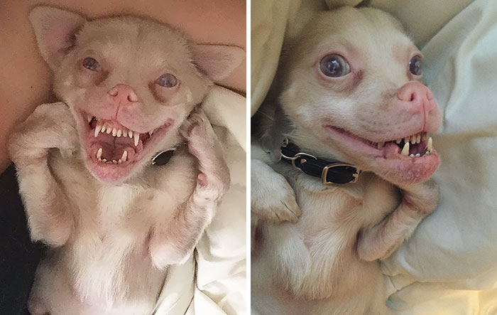 A Bat-Dog With Special Needs Is Taking Over The Instagram