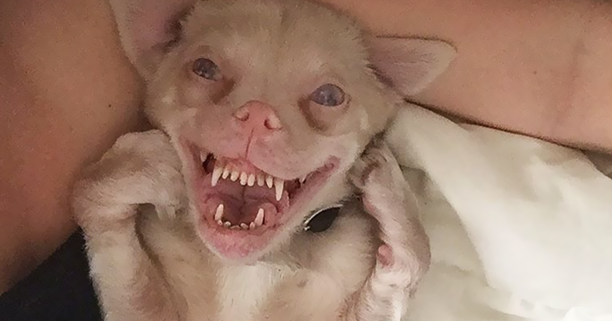 A Bat-Dog With Special Needs Is Taking Over The Instagram