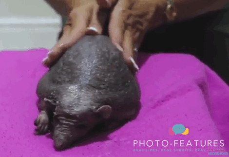 Hedgehog With No Spikes Has A Prescription For Regular Massages, Enjoys Every Bit Of It