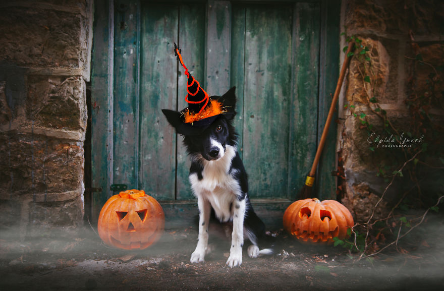 I Photographed My Dogs, Lisa And Diesel, In Halloween Mood