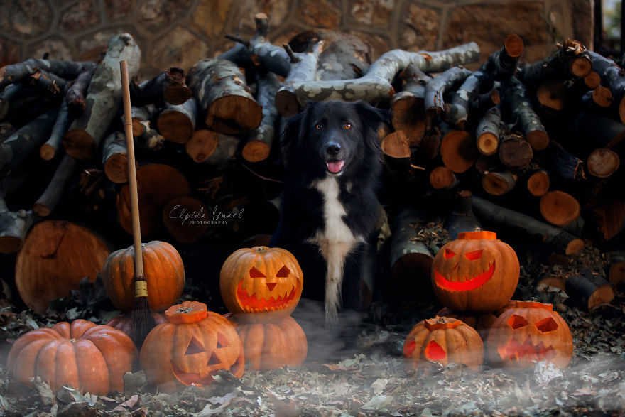 I Photographed My Dogs, Lisa And Diesel, In Halloween Mood