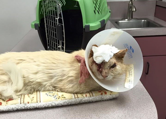 Humans Pour Acid On Cat's Face, But He Still Loves And Trusts People