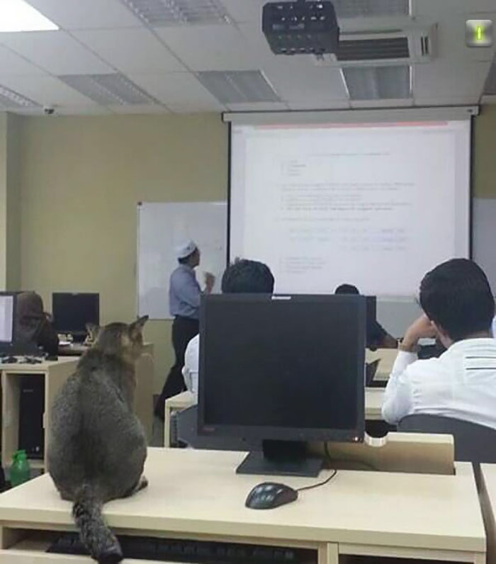 Cat Walks Into University Lecture, Does What Every Student Would Do