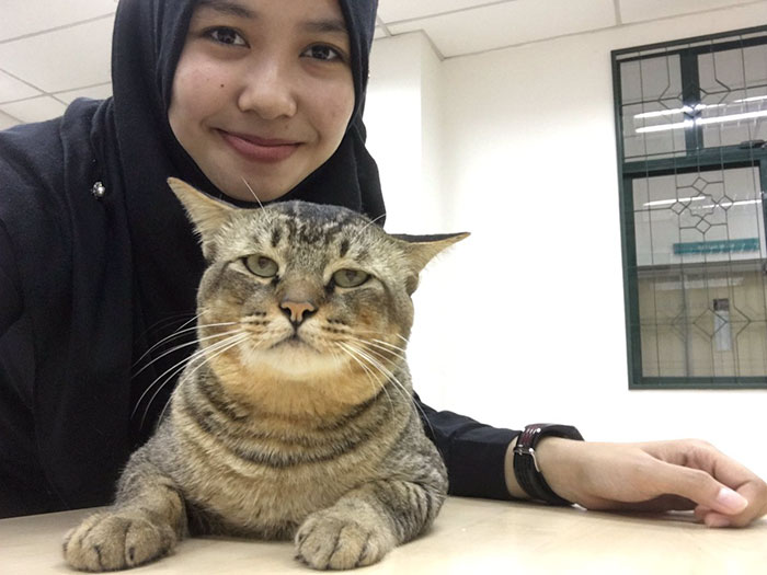 Cat Walks Into University Lecture, Does What Every Student Would Do