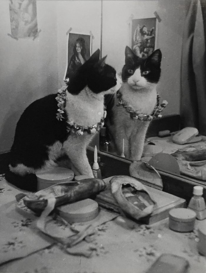 These Iconic 'Cats Of London' Give Us A Glimpse Into The 1950s