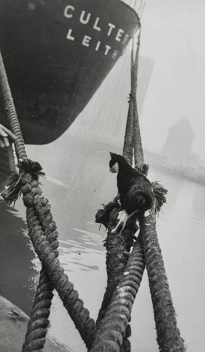 These Iconic 'Cats Of London' Give Us A Glimpse Into The 1950s