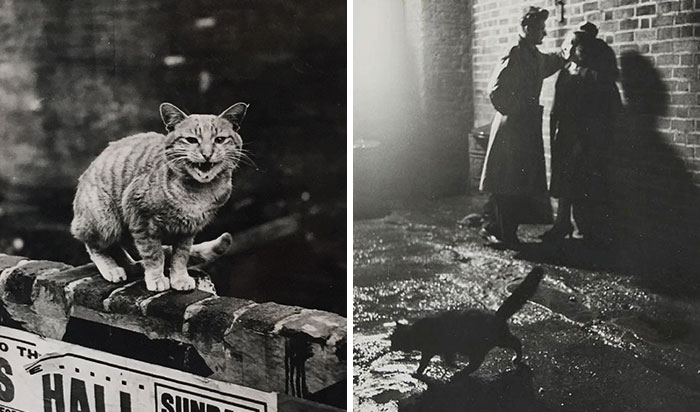 These Iconic ‘Cats Of London’ Give Us A Glimpse Into The 1950s