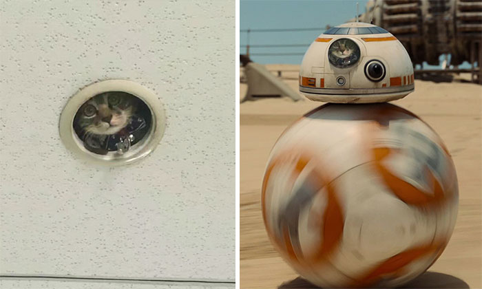 Spying Ceiling Cat Photoshop Battle