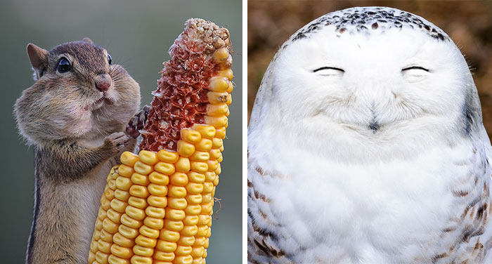 44 Of The Funniest Entries From The 2016 Comedy Wildlife Photography Awards