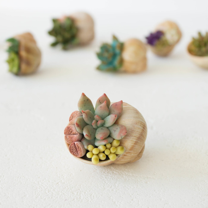 I Create Succulent-Inspired Home Decor Using Snail Shells Which I Found In The Countryside