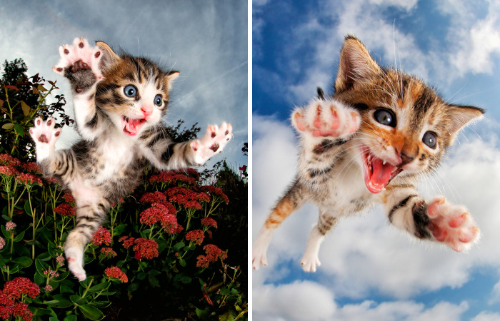 Rescue Kittens Caught In Mid-Pounce (11 Pics)