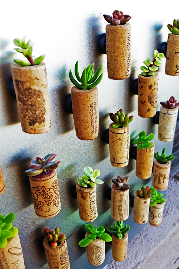 You Can Use Wine Corks For Planting Succulents Into Them