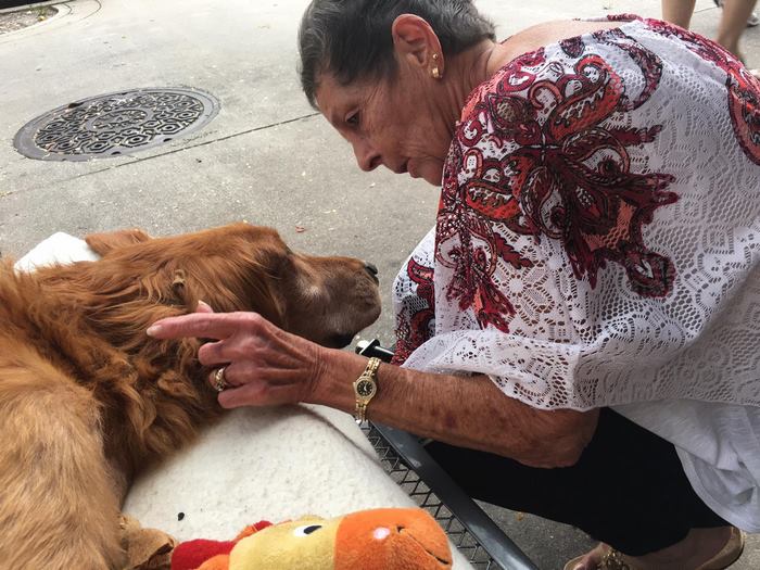 Dog Too Sick To Sit Is Given A Final Ride Around Town, Makes A Miraculous Recovery