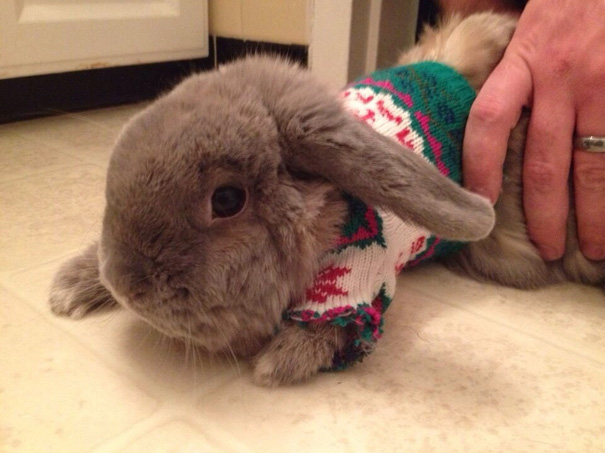 My Wife Decided Our Bunny Waffles Needed An Ugly Christmas Sweater Too