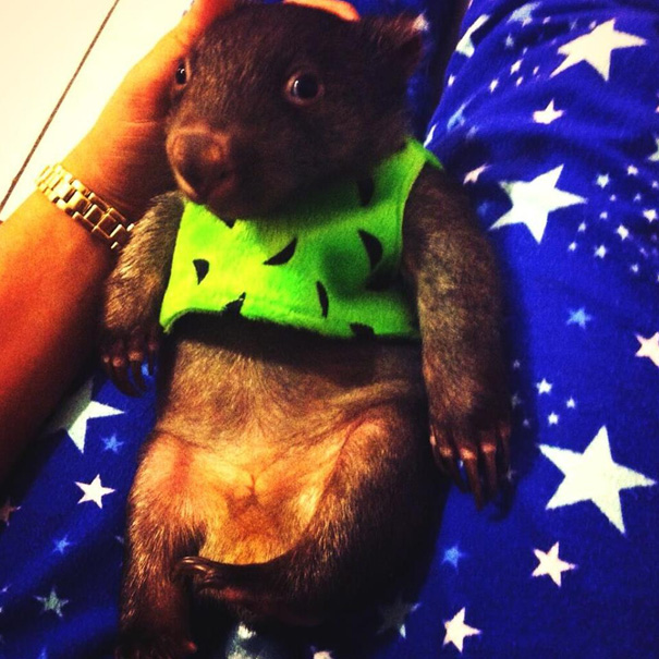 Baby Wombat Is Growing Up