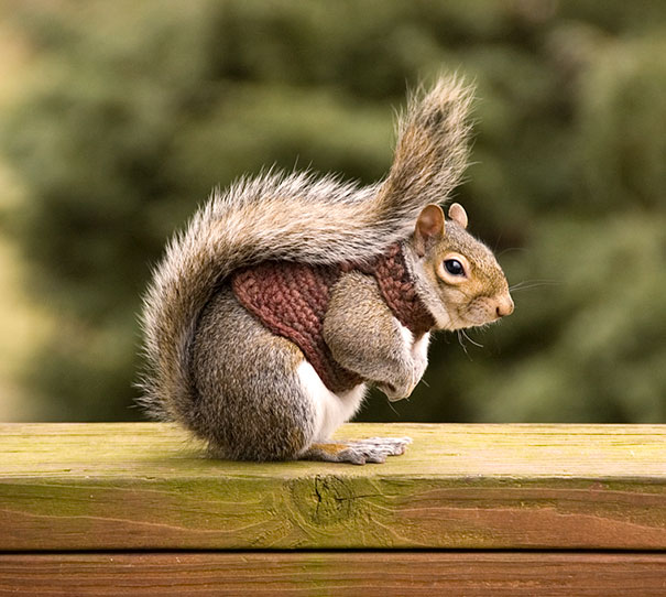 Squirrel In Sweater
