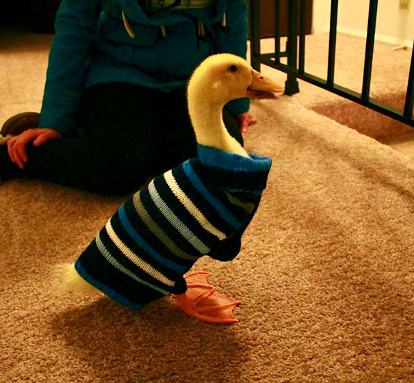 Lebraun The Duck Wearing His Sweater