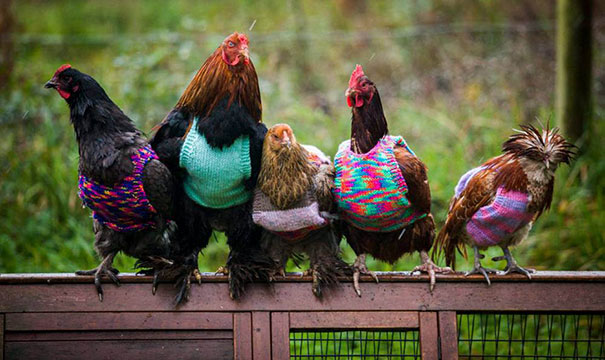 Woman Knits Tiny Sweaters For Rescued Chickens To Keep Them Warm