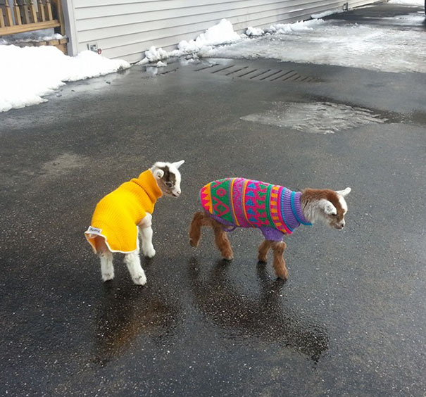 Friend Just Had Baby Goats, And He Got Sweaters For Them