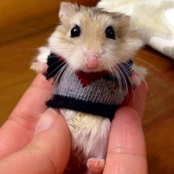 Unbearably Cute Hamster