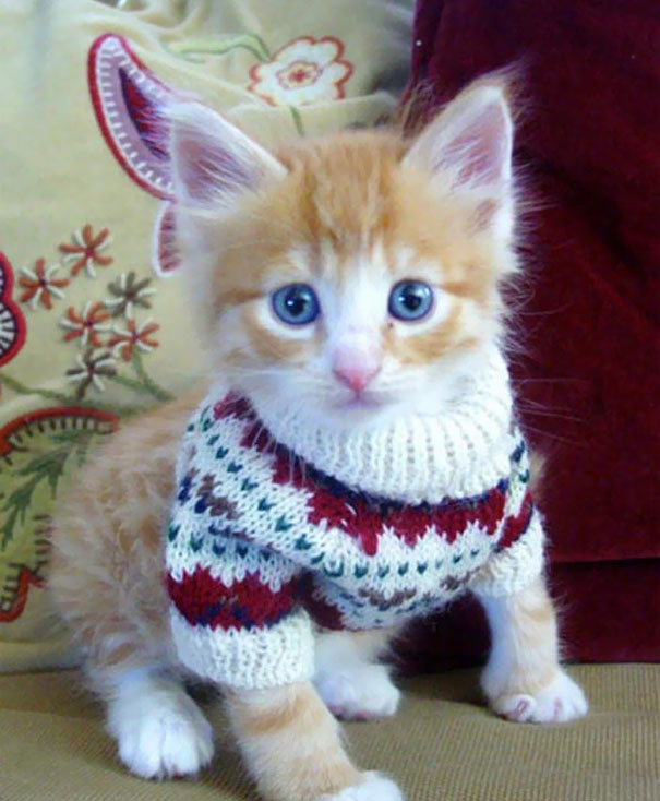 Tiny Sweater For Tiny Kitten