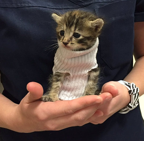 Kitten Rescued From Hurricane Matthew Gets Tiny Sock Sweater