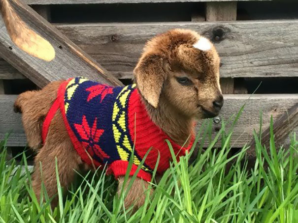 Iny Goat In A Tiny Sweater