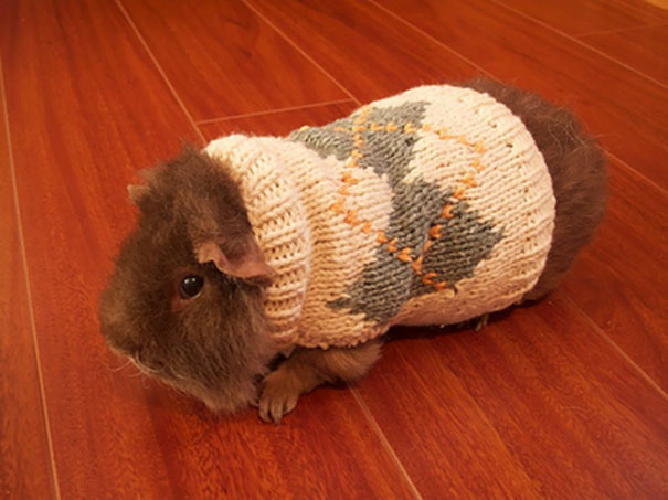 Little Guinea Pig With Little Sweater