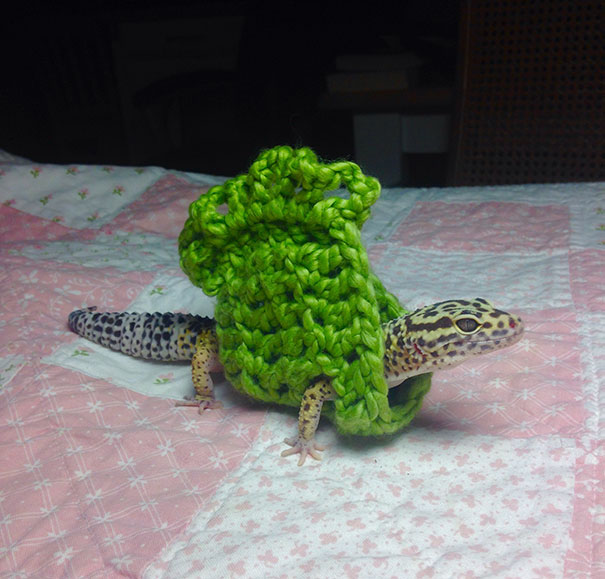 I Made My Pet Gecko A Little Sweater Today
