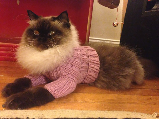 Fluffy Kitty Vs. Tiny Sweater