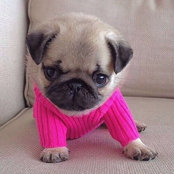 This Little Dog And Its Sweater