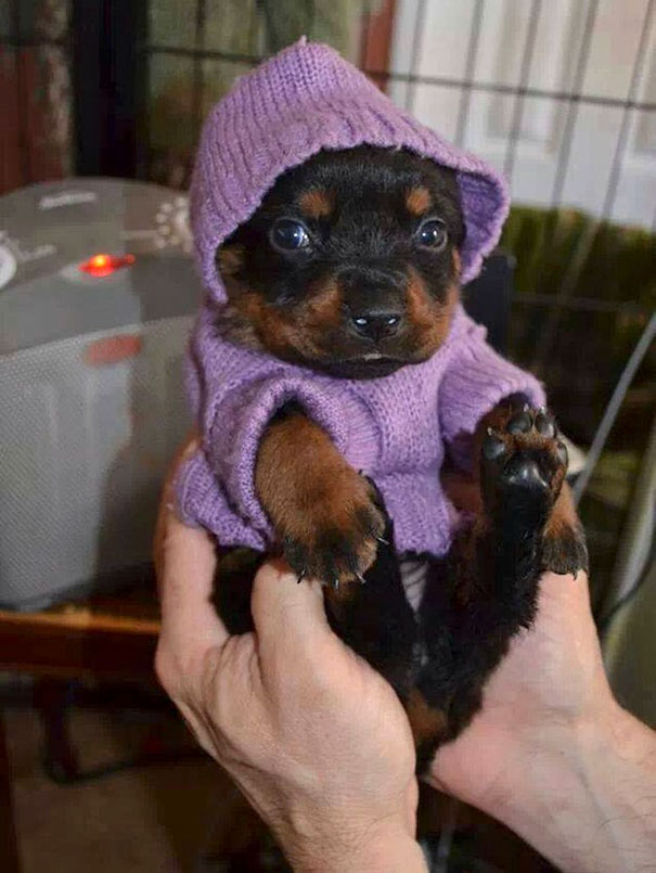 This Little Rottie Who Is All Cozy In Her Sweater