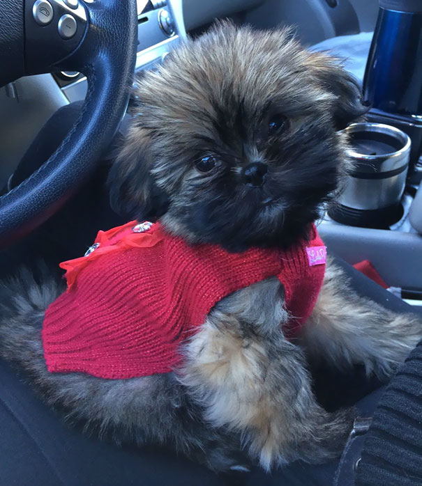 Puppy In A Sweater