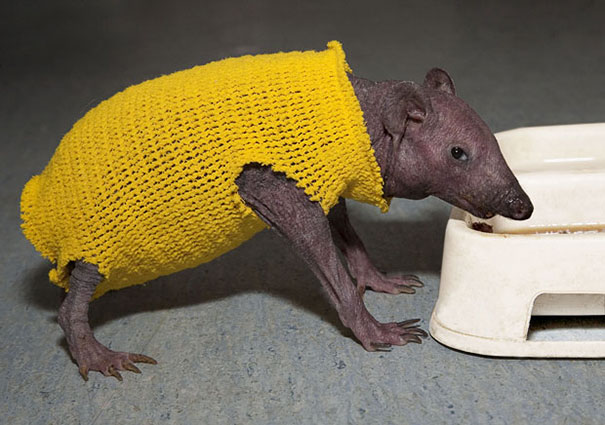Tiny Sweater To Keep This Spineless Hedgehog Warm
