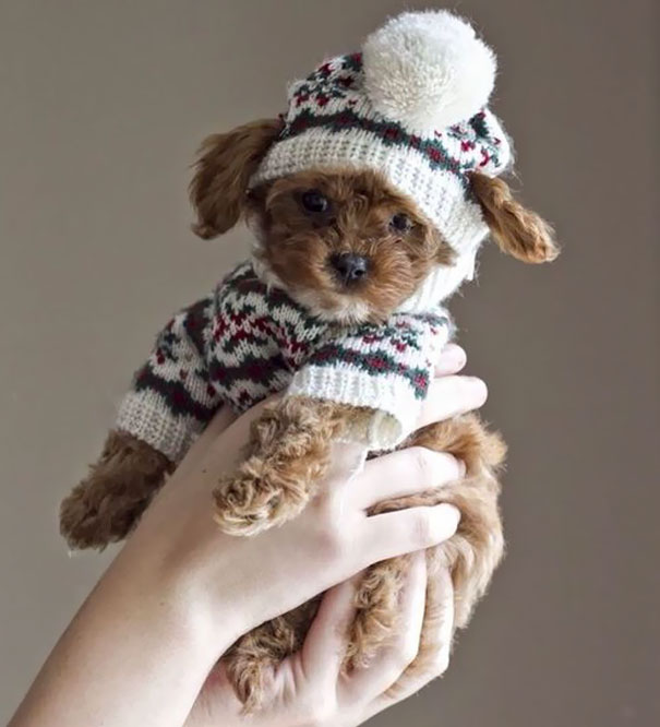 Winter Pup