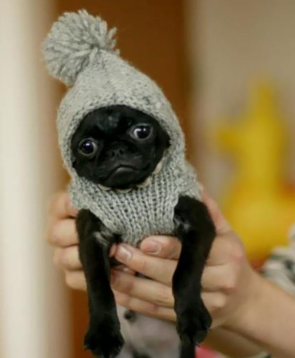 This Pooch Is Not So Happy About The Sweater