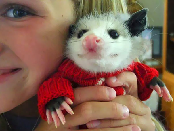 Smiling Little Possum In A Tiny Red Sweater