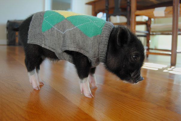 This Cute Piglet