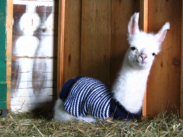 Cute Little Llama In A Sweater