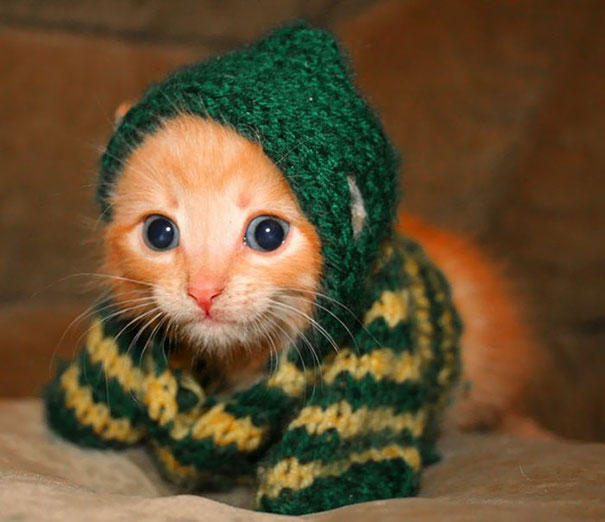 Adorable Kitten In A Hooded Sweater