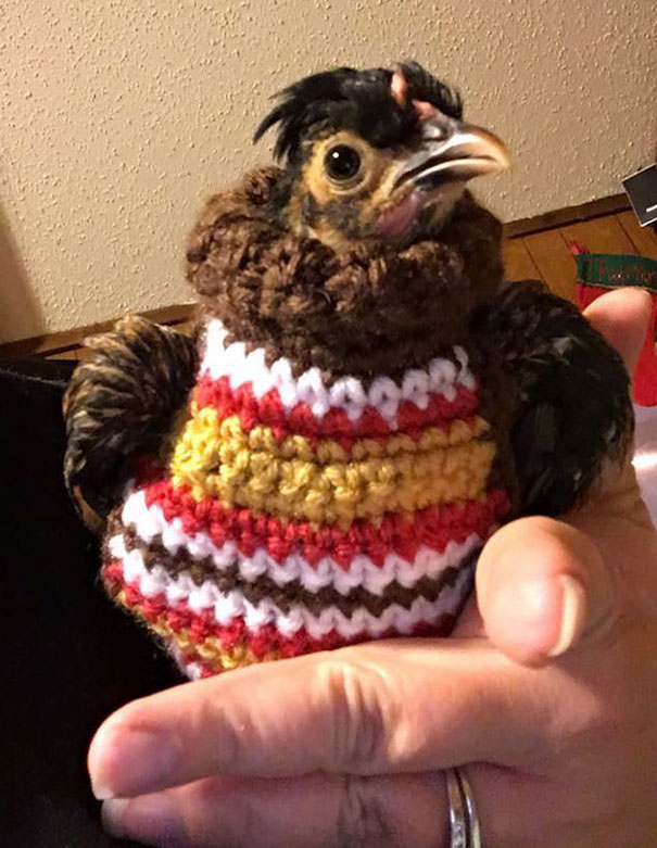 So My Mom Knitted A Sweater For A Chicken She's Babysitting