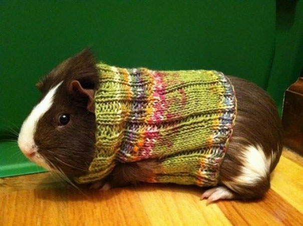 Knitted Sweater For A Guinea Pig