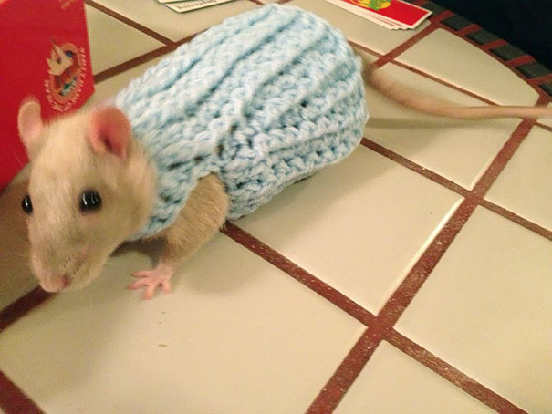 My New Sweater Just In Time For Winter
