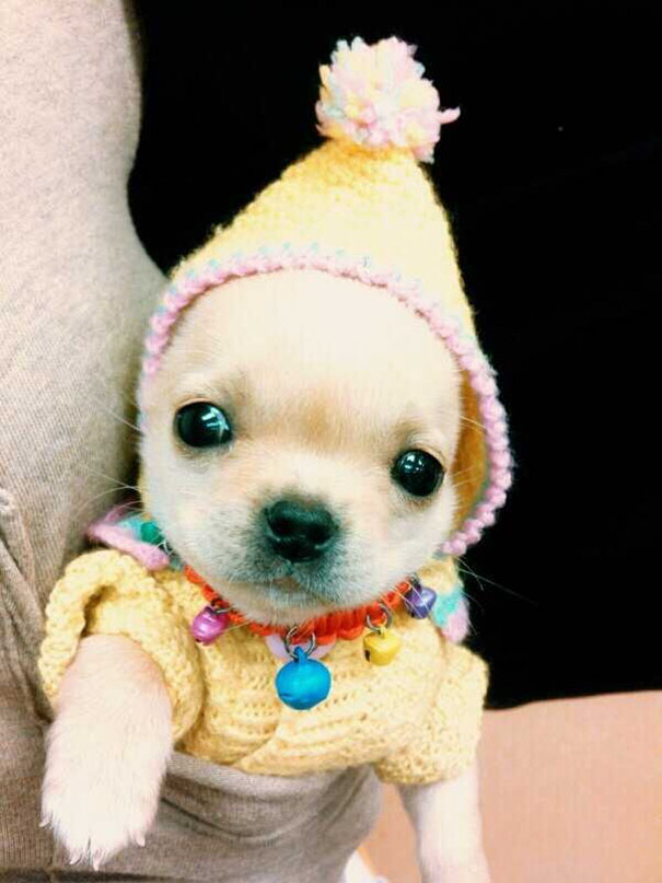 Puppy In A Sweater