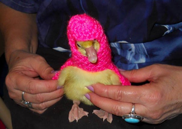 Dinah The Little Gosling In A Pink Sweater
