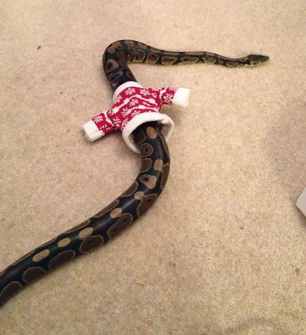 Sweater For A Snake