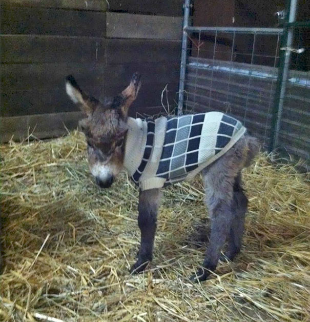 Baby Donkey Wearing A Sweater