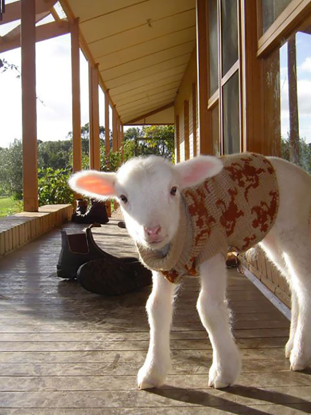 Cute Little Lamb